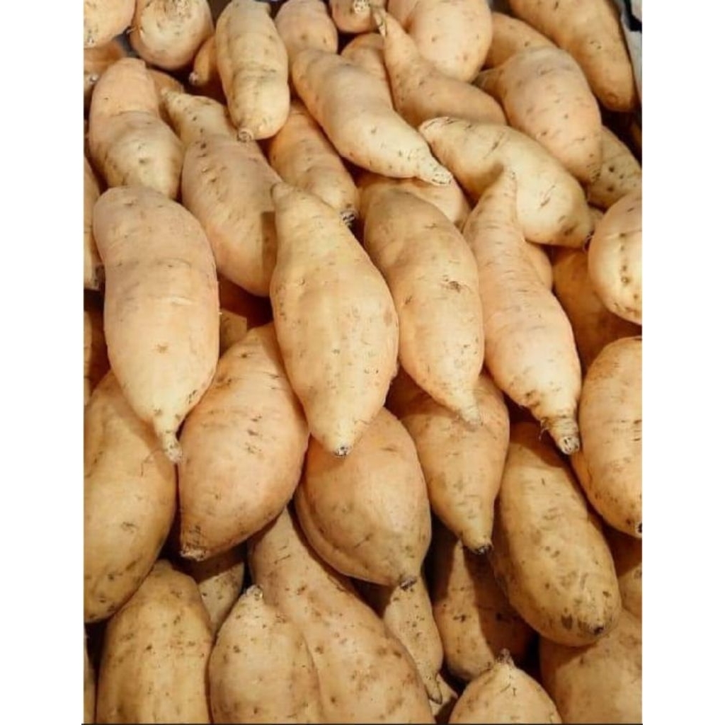 

Ubi madu Cilembu manis legit 1kg sepek open ukuran besar