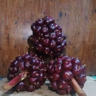 

buahh HONJE LANKA MERAH/LAKAA SEGAR buah kecombrang 1kg