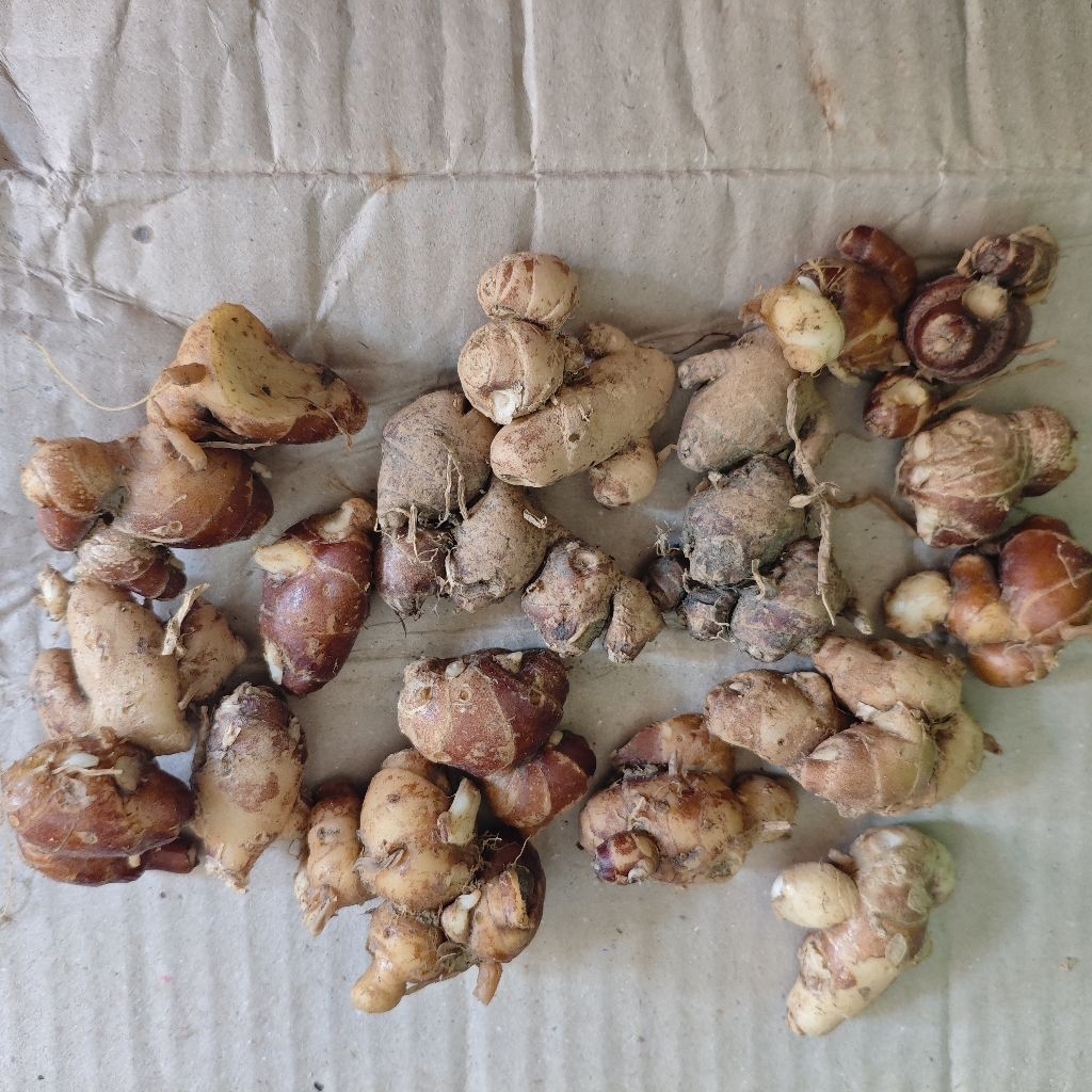 

Kencur/ Cikur Tua Bersih Kencur Fresh 500 gr