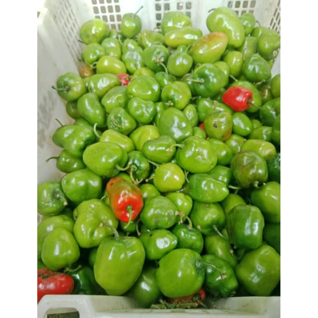 

CABAI GENDOT FRESS 2kg