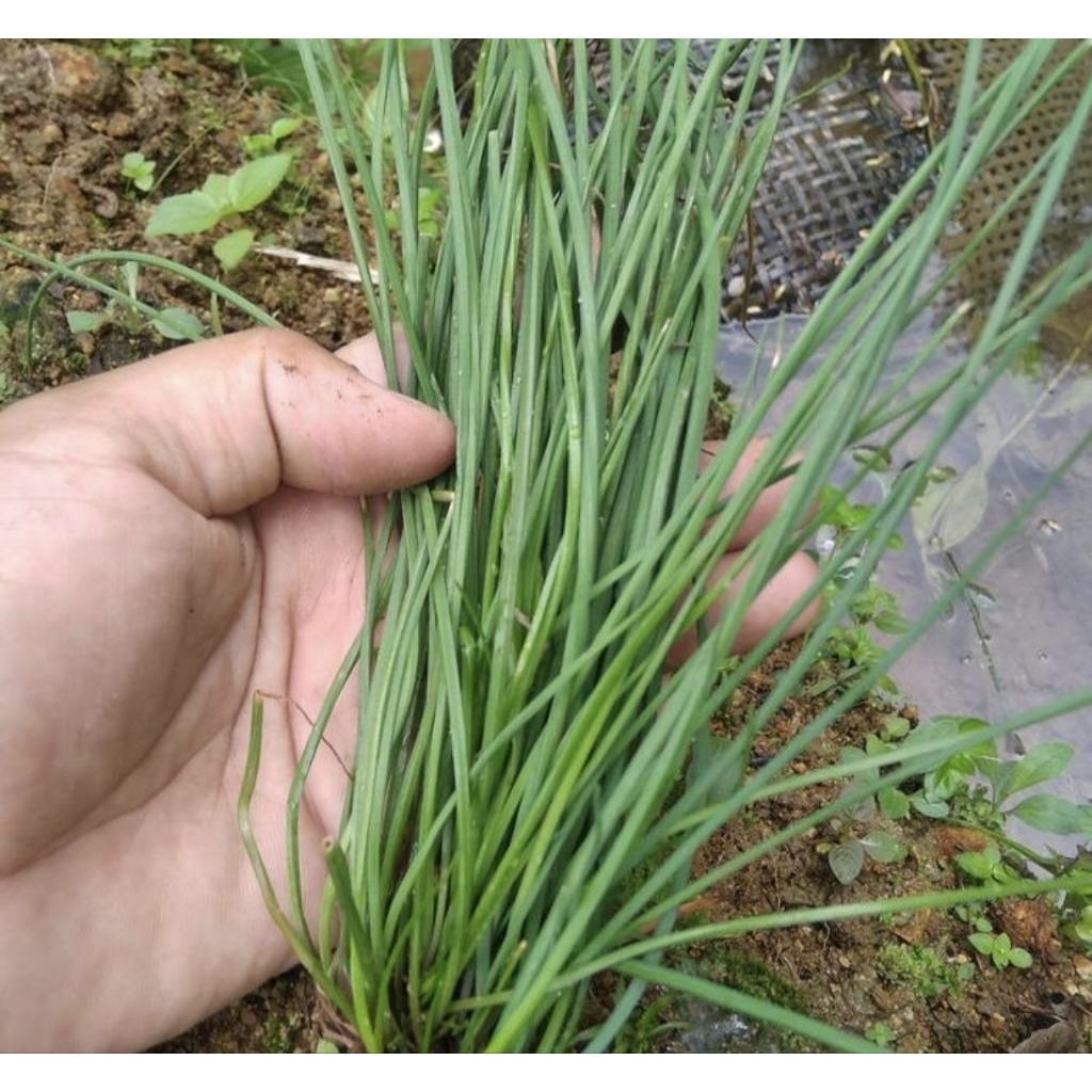 bibit daun kucai/bawang kucai