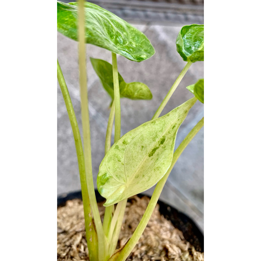 Alokasia Culculata Varigata Mint / Alocasia Culculata Varigata Mint
