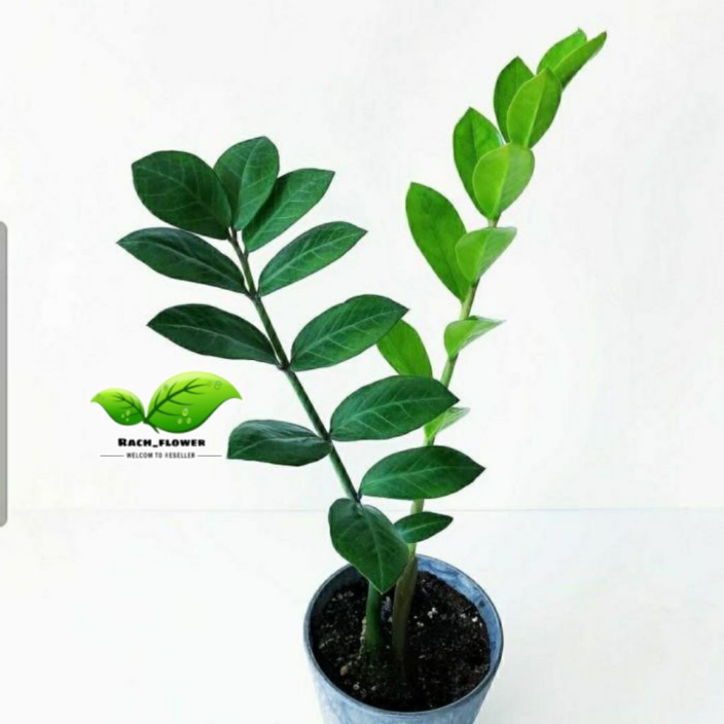 Tanaman hias Zanzinbar Gem - Dolar Zamia - Dolar Jamia - ZZ plant