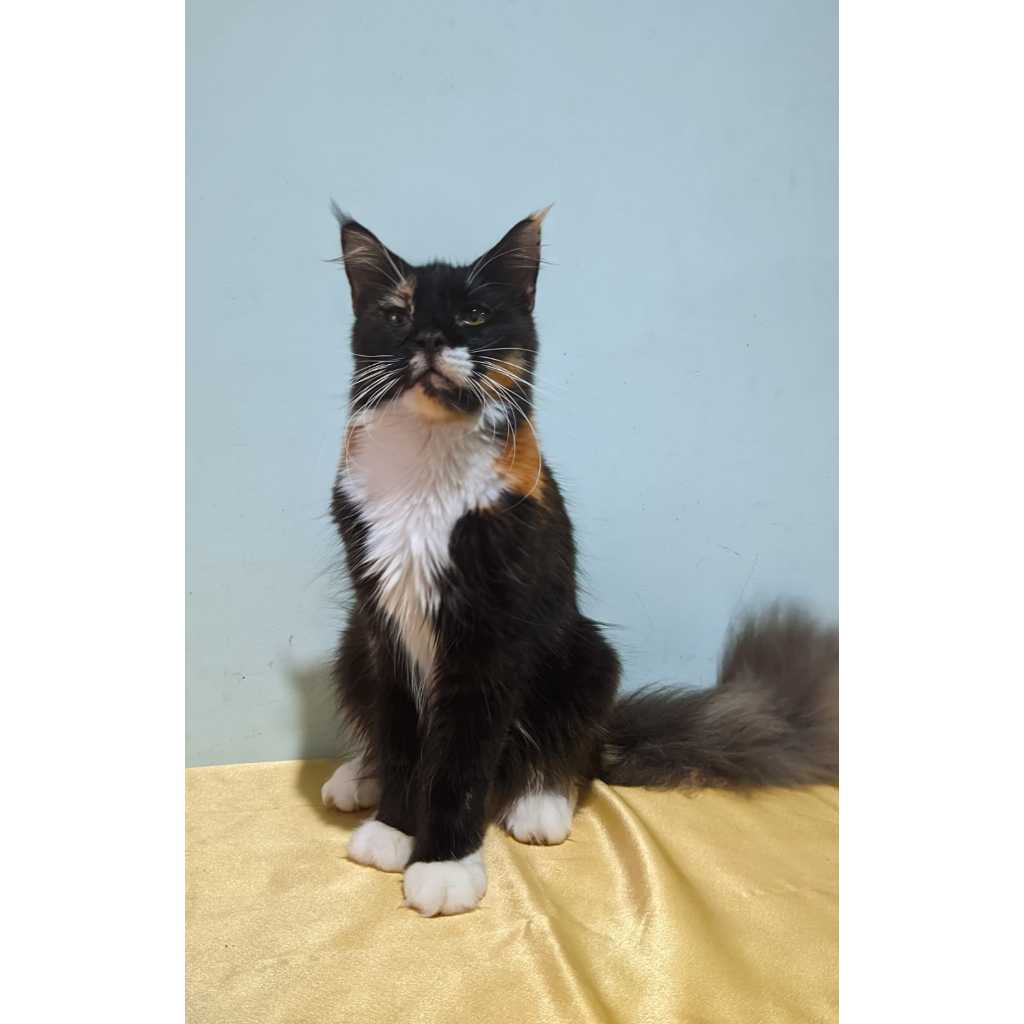 Kucing Mainecoon Betina Female PED CFA