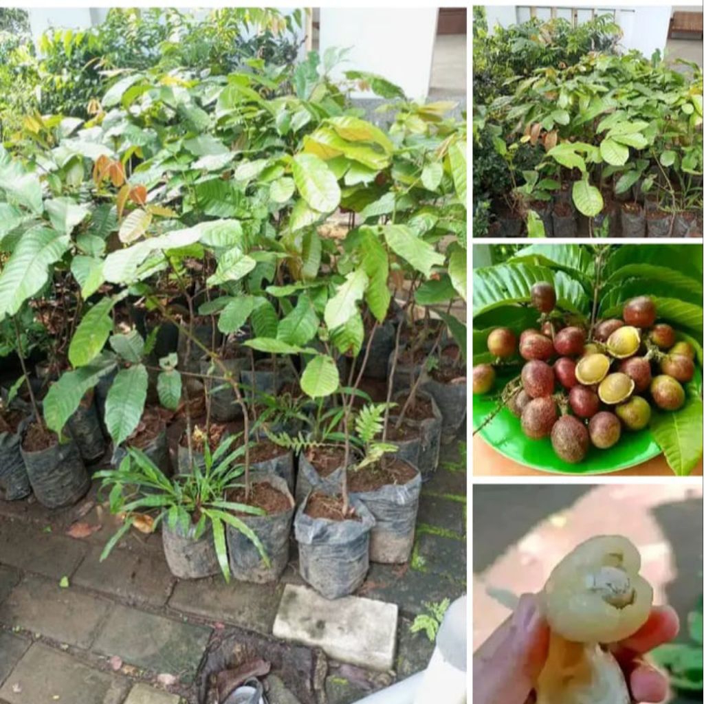 

bibit buah matoa segar bervitamin