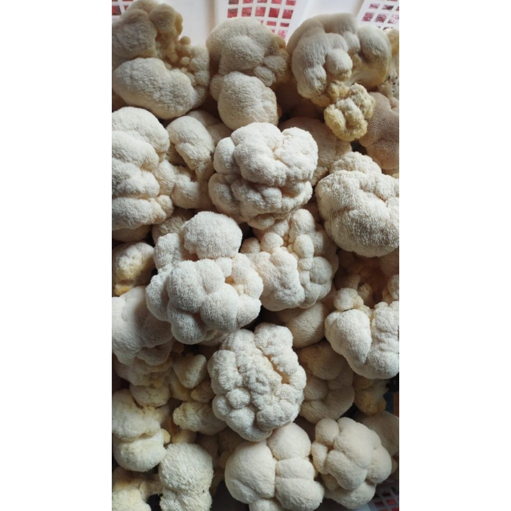 

JAMUR FRESH LIONS MANE MUSHROOM