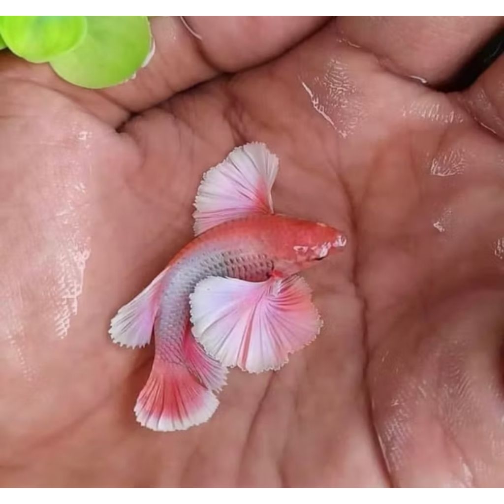 cupang Big ear plakat si kuping lucu dan lebar