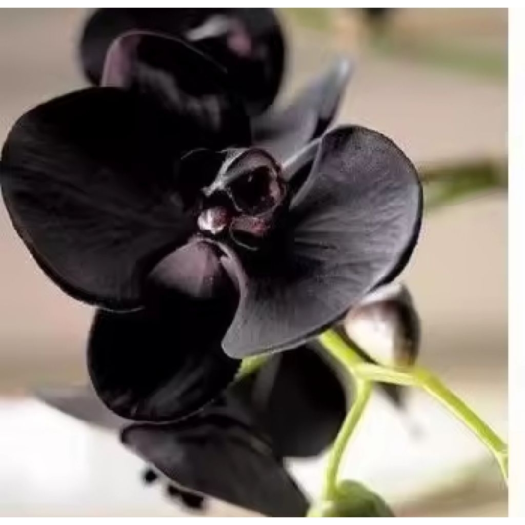 - anggrek dendrobium bunga hitam papua new terlaris dan termurah