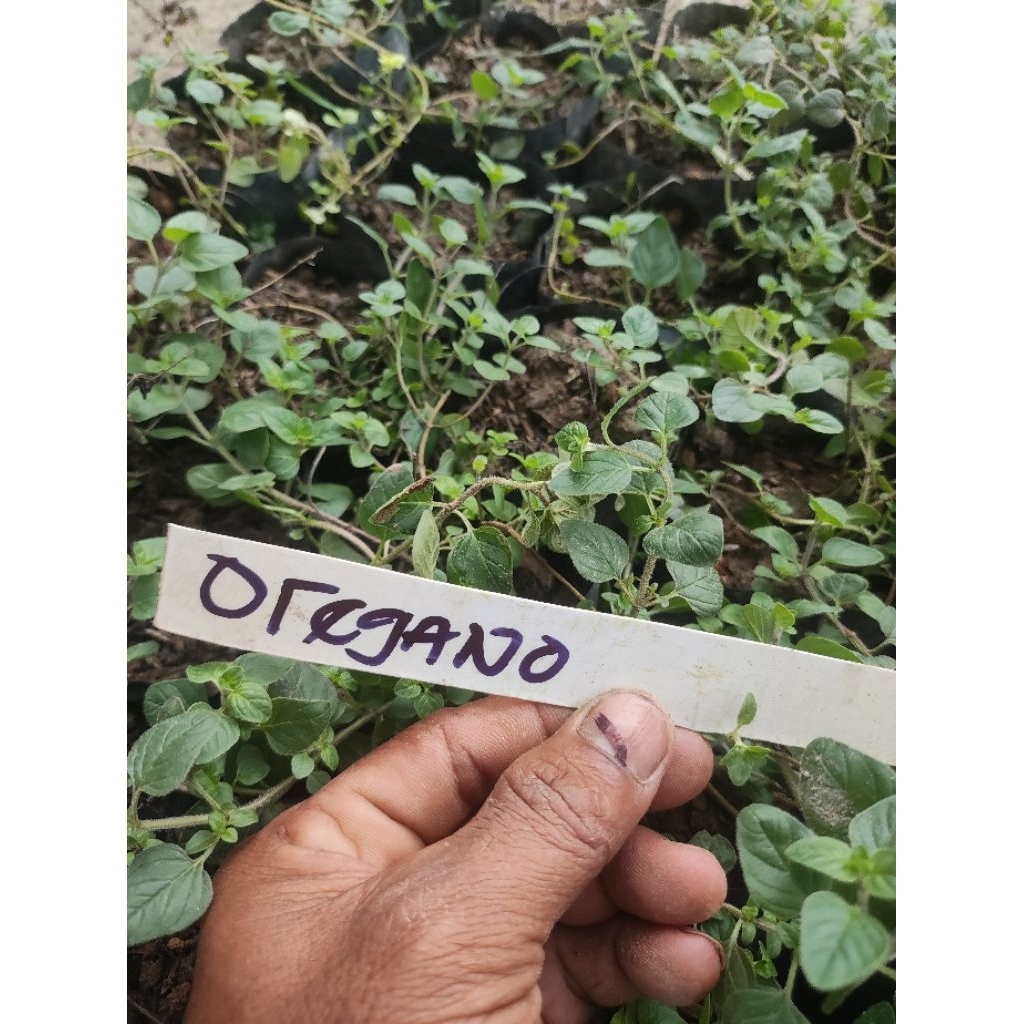 tanaman oregano, common oregano