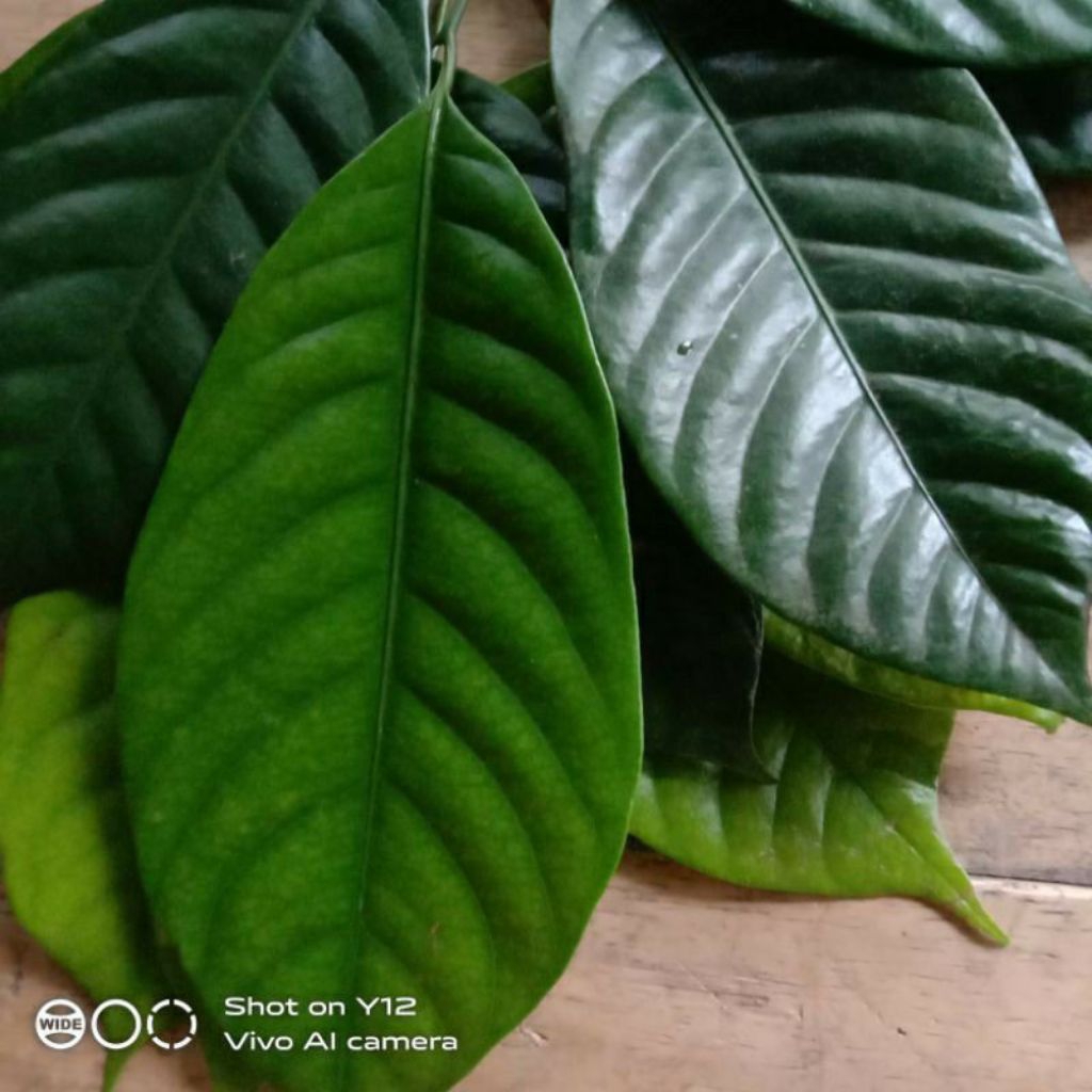 

daun pala segar per 100 lembar