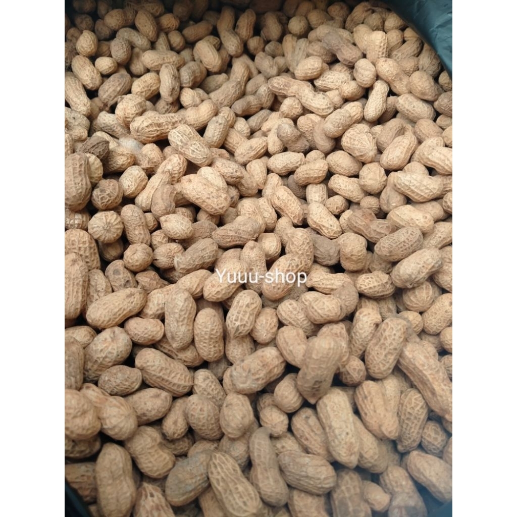

Kacang Kulit Sangrai BENDO Kacang Oven Kacang Bendo Original Garing Renyah