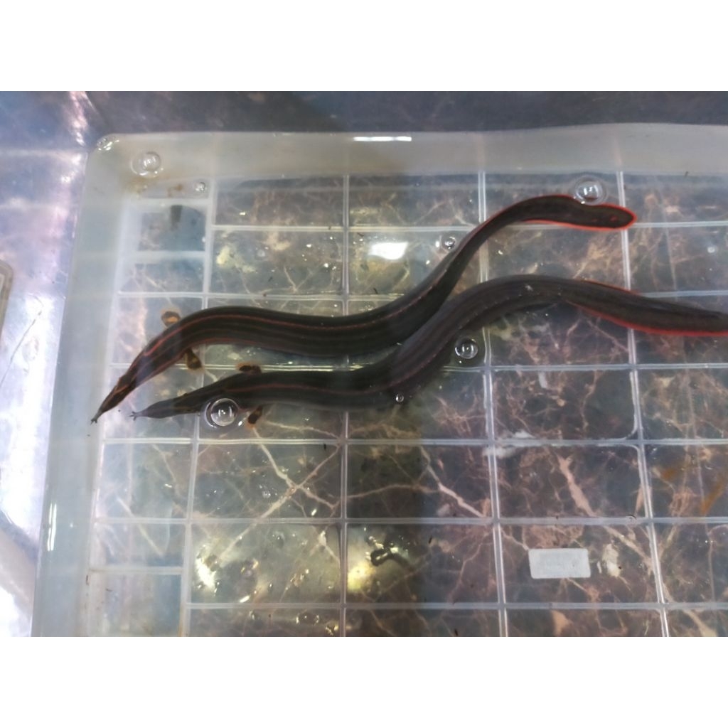 ikan Sili api (fire eel) ukuran 45cm-50cm