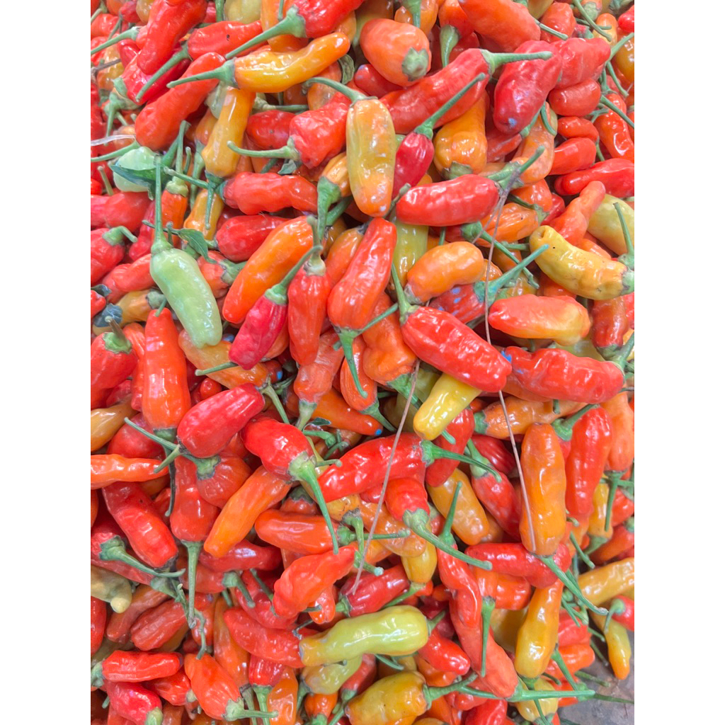 

Cabe Rawit Setan 100g