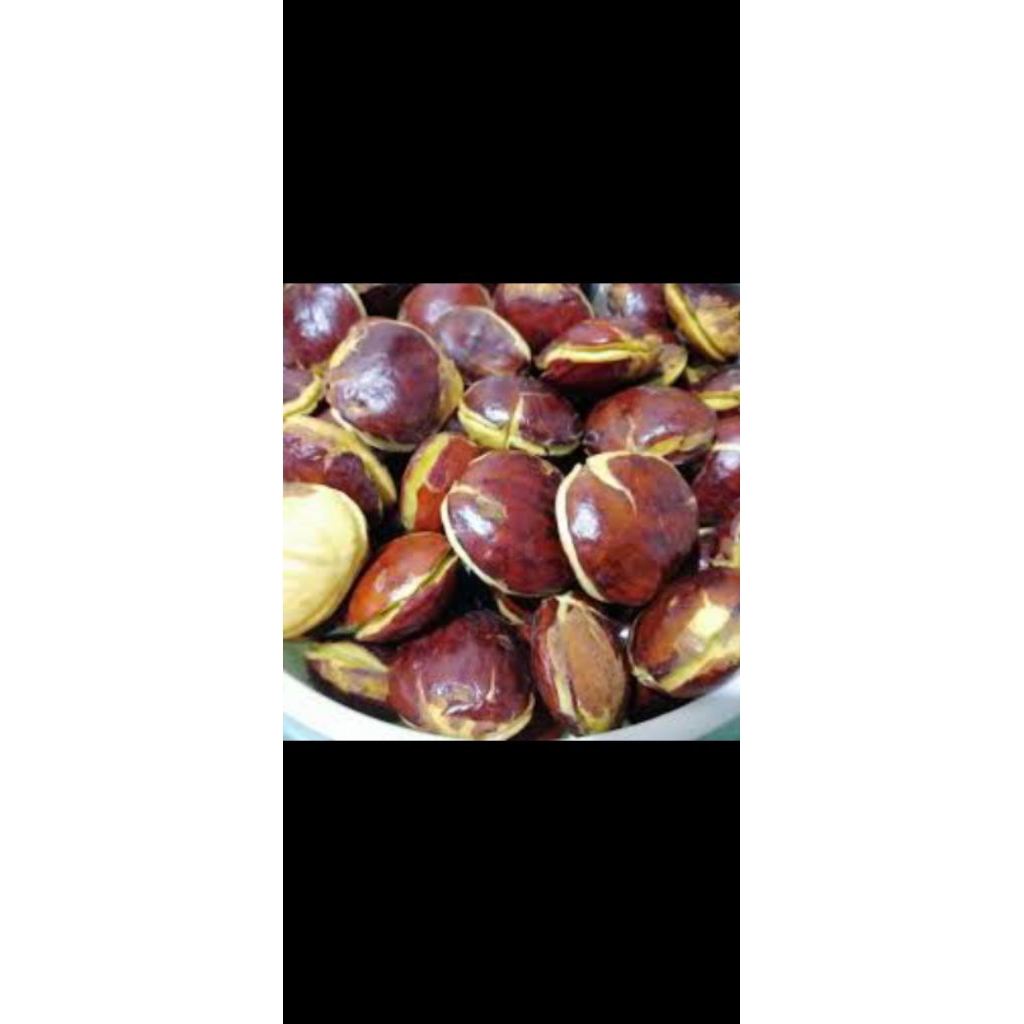 

jengkol besar dan fresh1kg