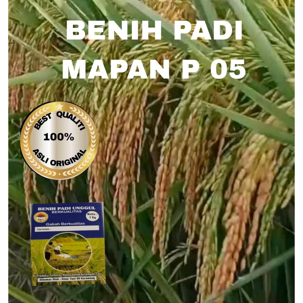 BENIH PADI MAPAN P 05 BERKUALITAS UNGGUL 1 kg
