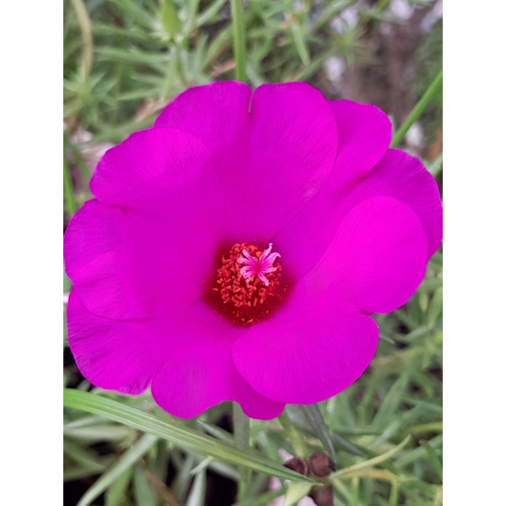 bunga jam 9/krokot bunga besar selapis daun runcing /jenis grandy warna ungu