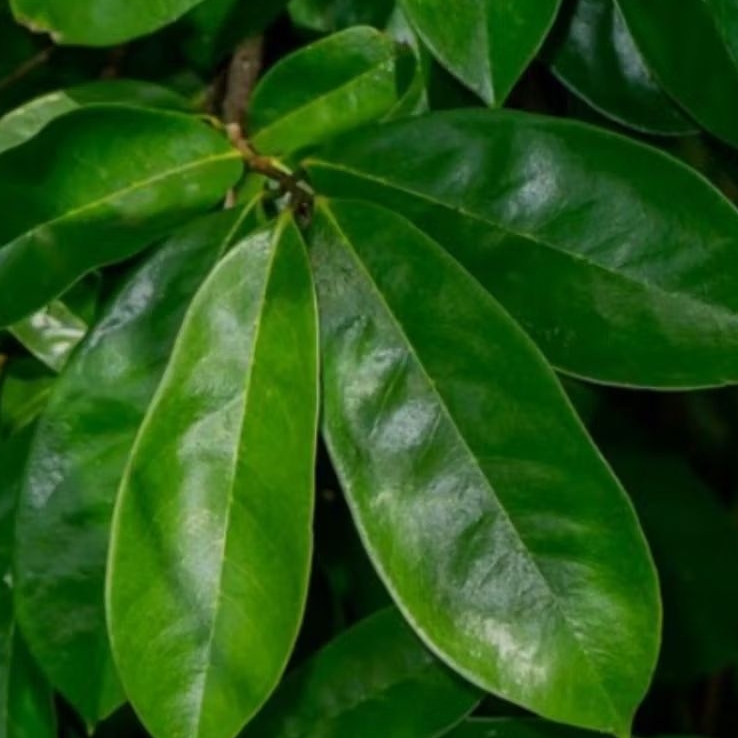 

daun sirsak segar 500g herbal dipetik saat di pesan