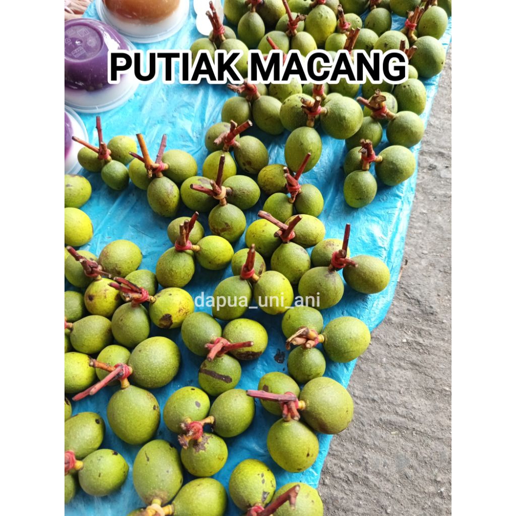 

PUTIK AMBACANG / PUTIK BACANG SEGAR