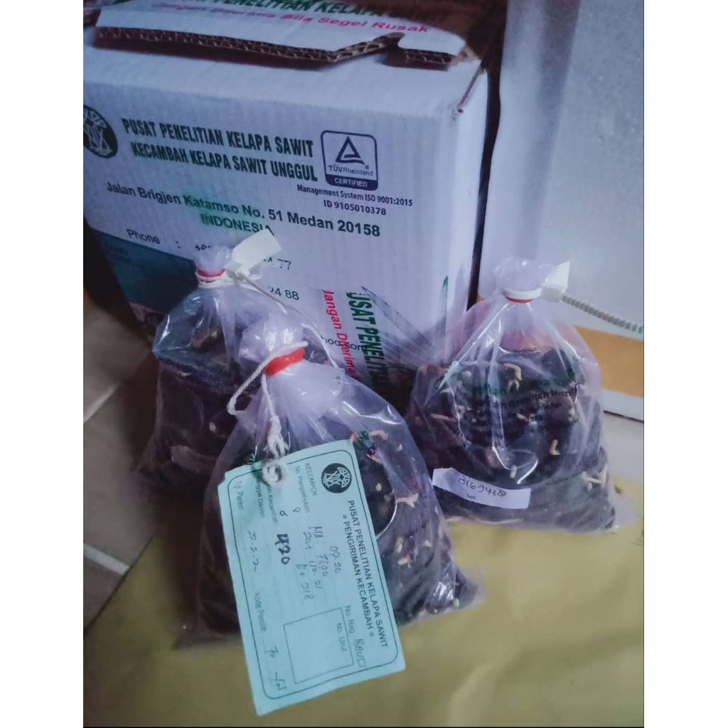 Benih Sawit Unggul PPKS DXP 239 ORIGINAL BERSERTIFIKAT