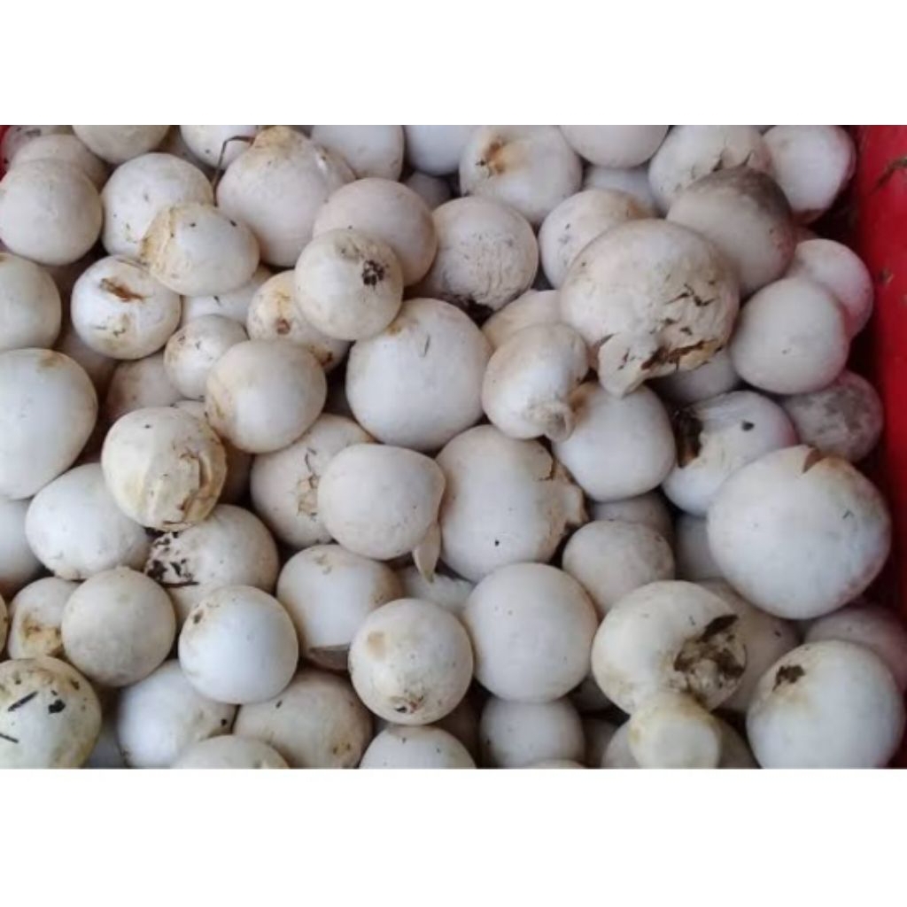 

JAMURKANCING/JAMURSAWIT/JAMURBULAT/JAMURTIRAM