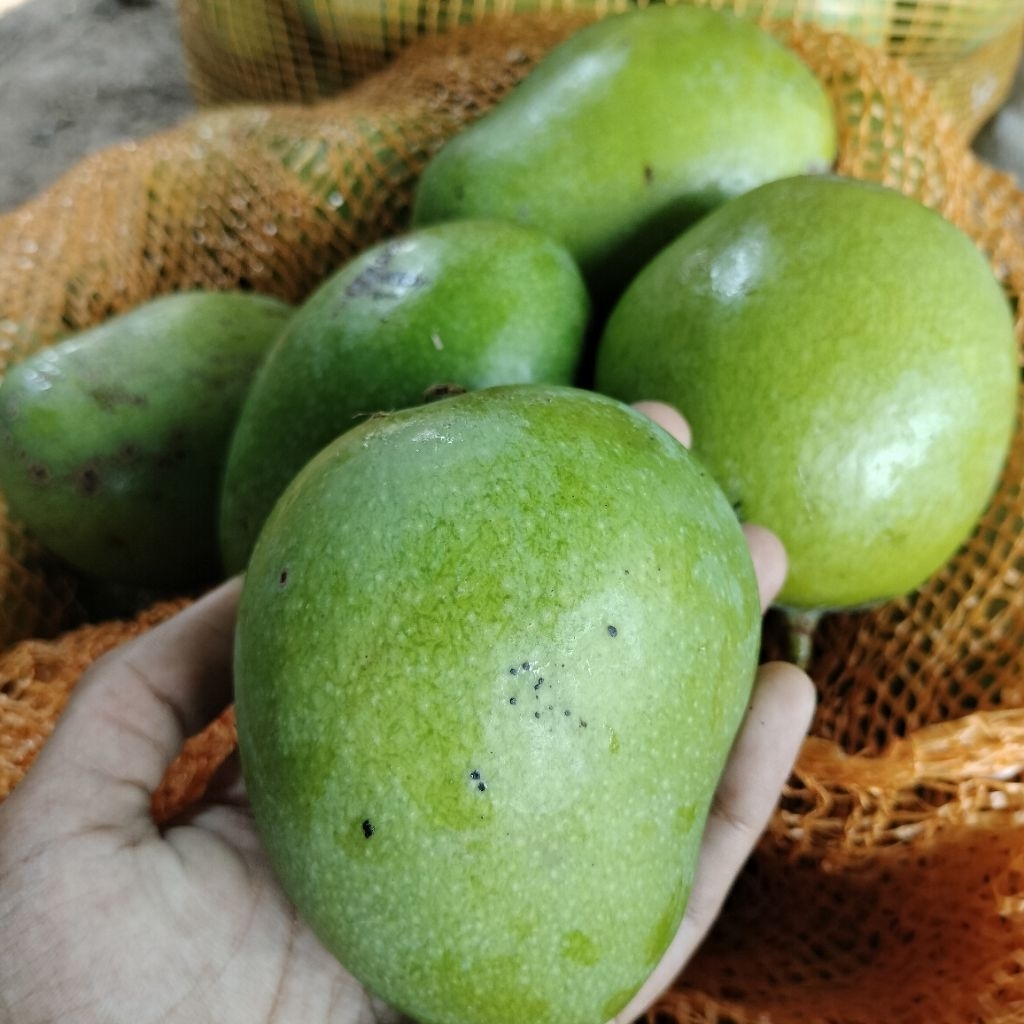 

MANGGA CENGKIR SEGAR 1KG
