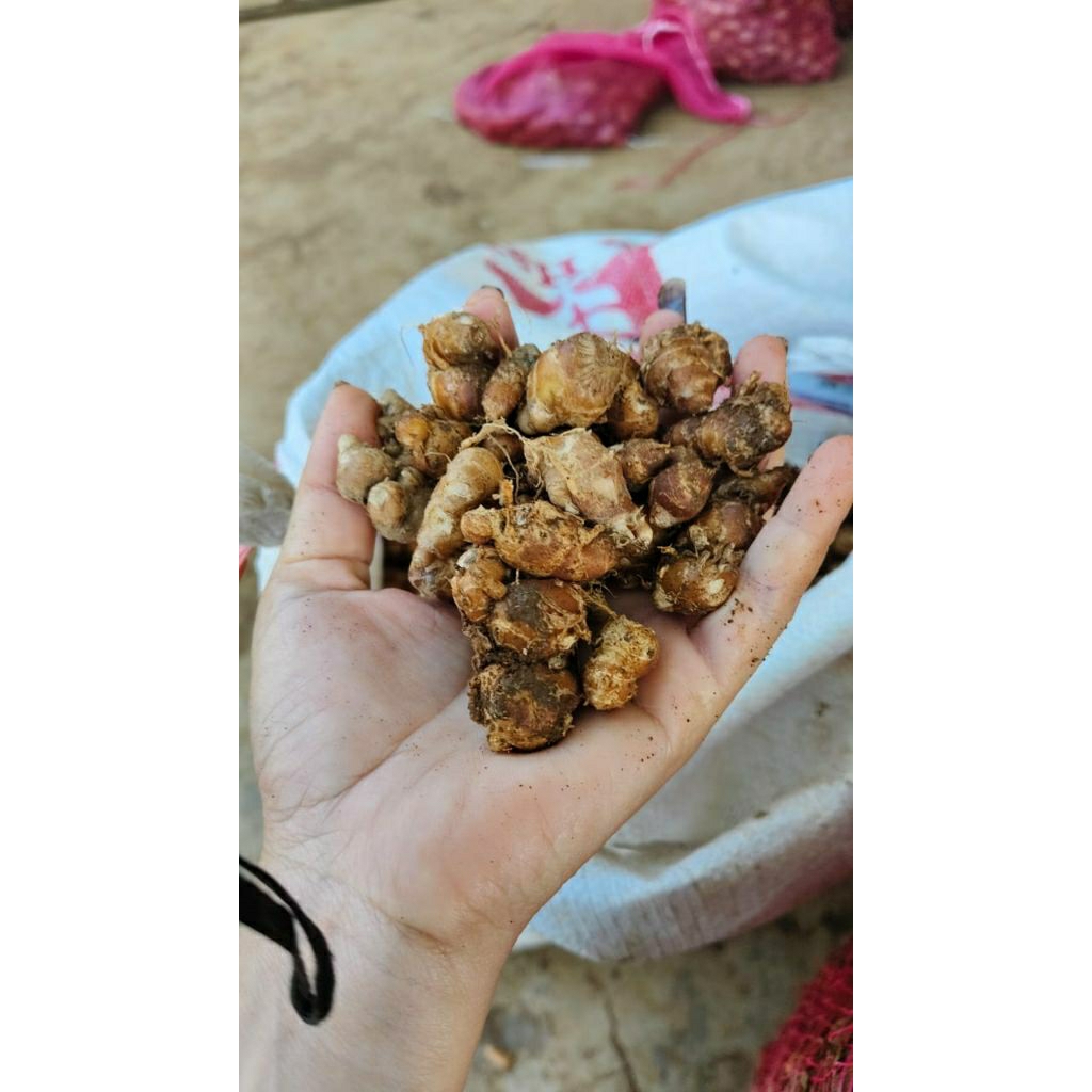 

kencur (cikur ciamis)