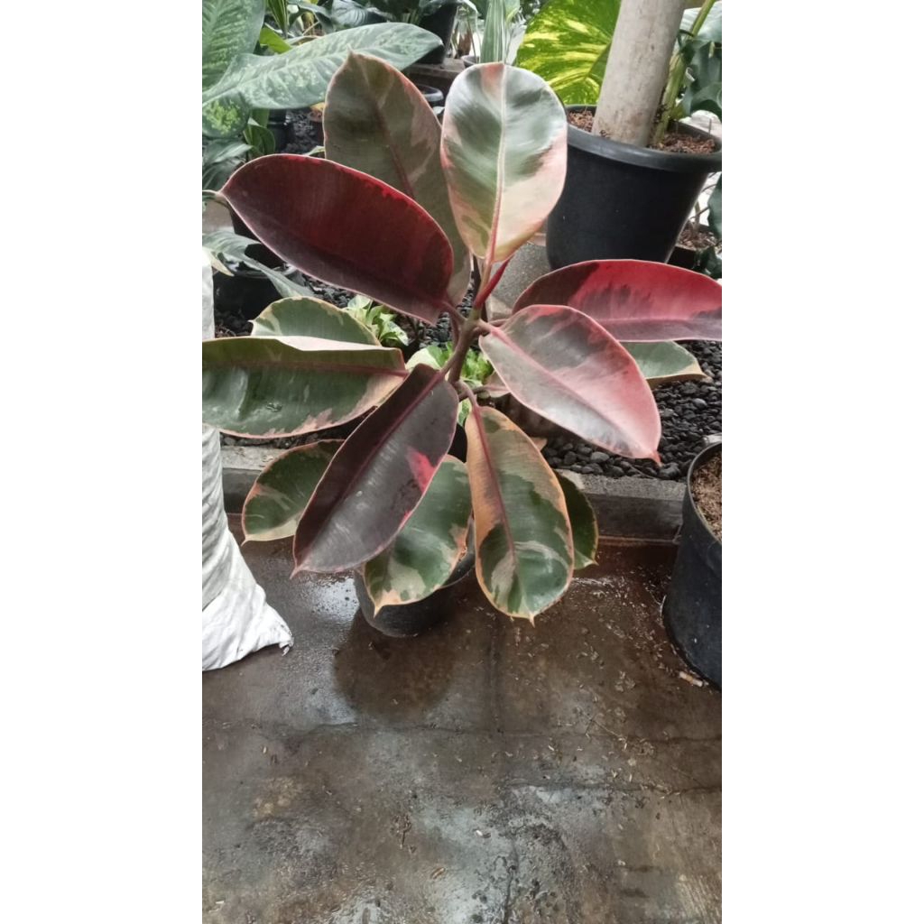 tanaman hias karet kebo ruby / karet kebo tricolor