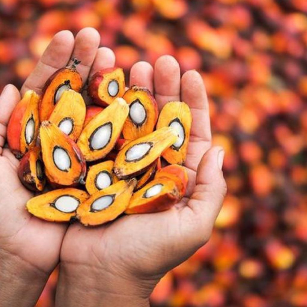 

Buah kelapa sawit segar per1kg