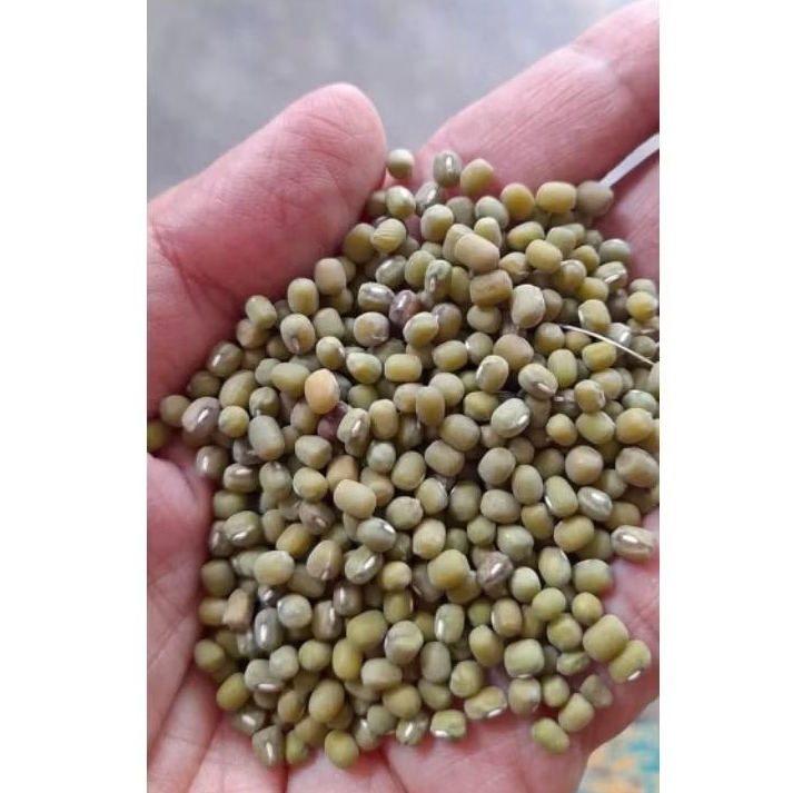 

1kg kacang hijau lokal kualitas super