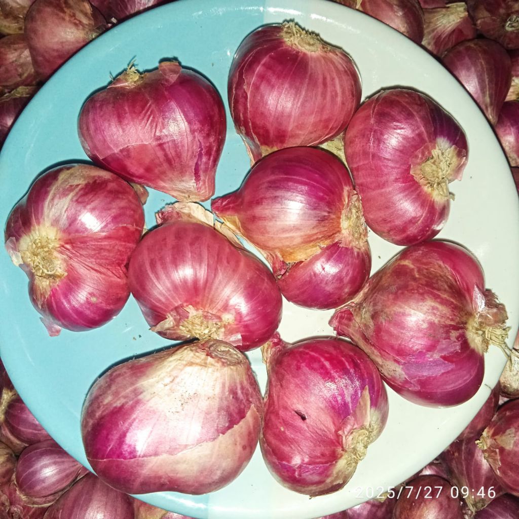 

Bawang Merah Probolinggo Besar Super 1kg