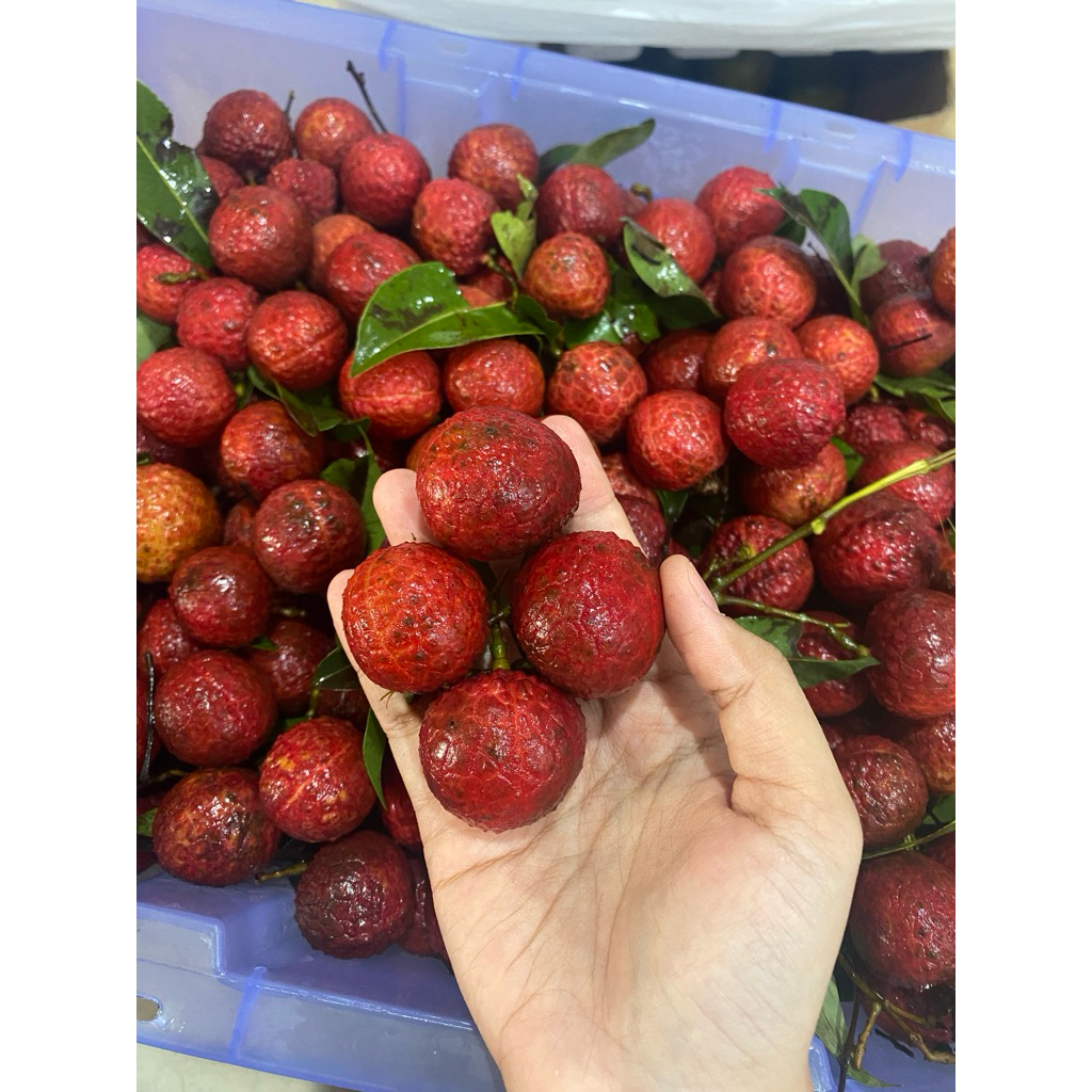 

LECI LOMECHI ENAK MANIS TERMURAH