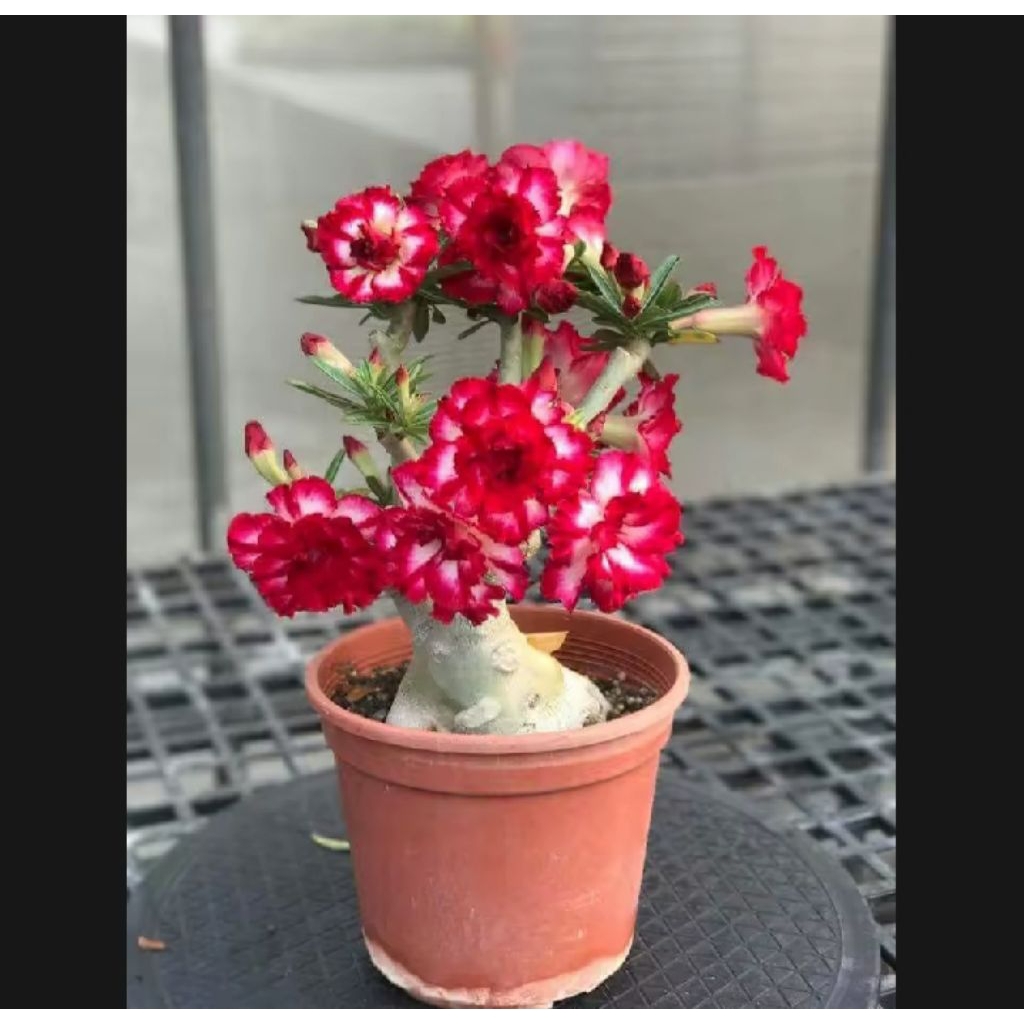 Adenium bunga tumpuk merah mawar - bibit Adenium Kamboja Jepang bunga jumbo