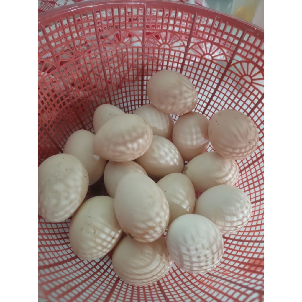 

PAKET TELUR TETAS AYAM ELBA 10 BUTIR