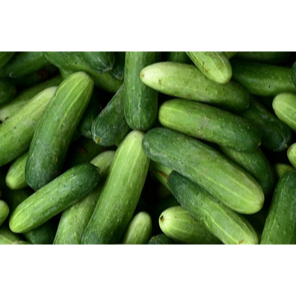 

sayur Timun 500gr - 1Kg | Jbp_Fresh