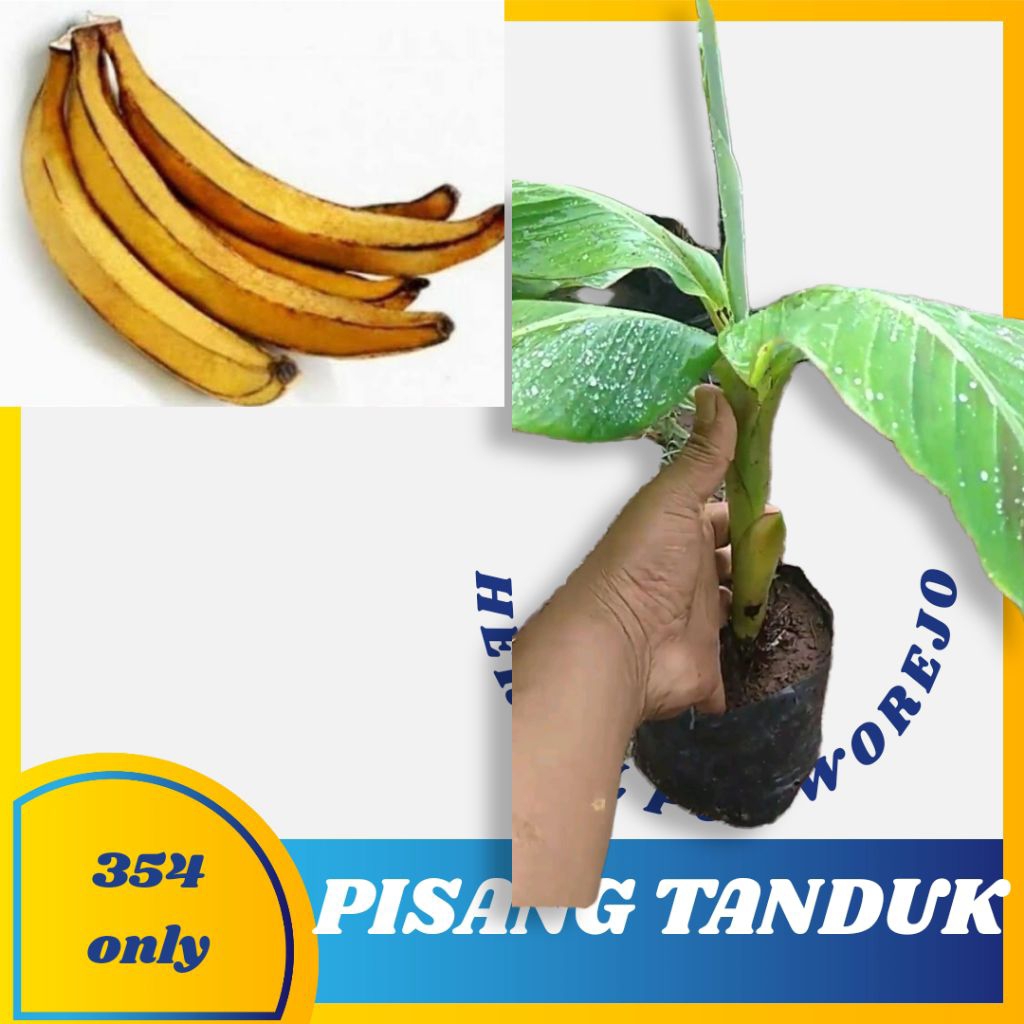 Bibit pisang tanduk valid - bibit tanaman pisang - pisang tanduk cepat berbuah