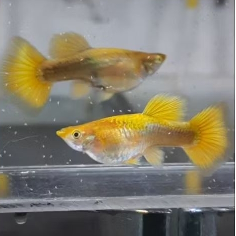 

Packing Sterofoam Full Gold