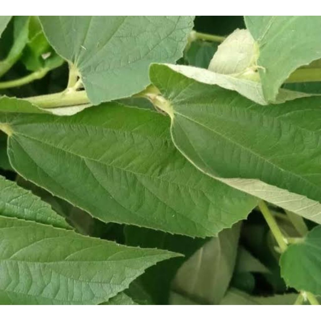 

Paket 1 kg daun kersen segar fresh-az