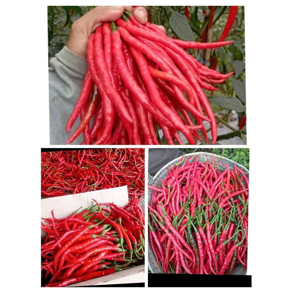 

CABAI MERAH KRITING FRESS 500g