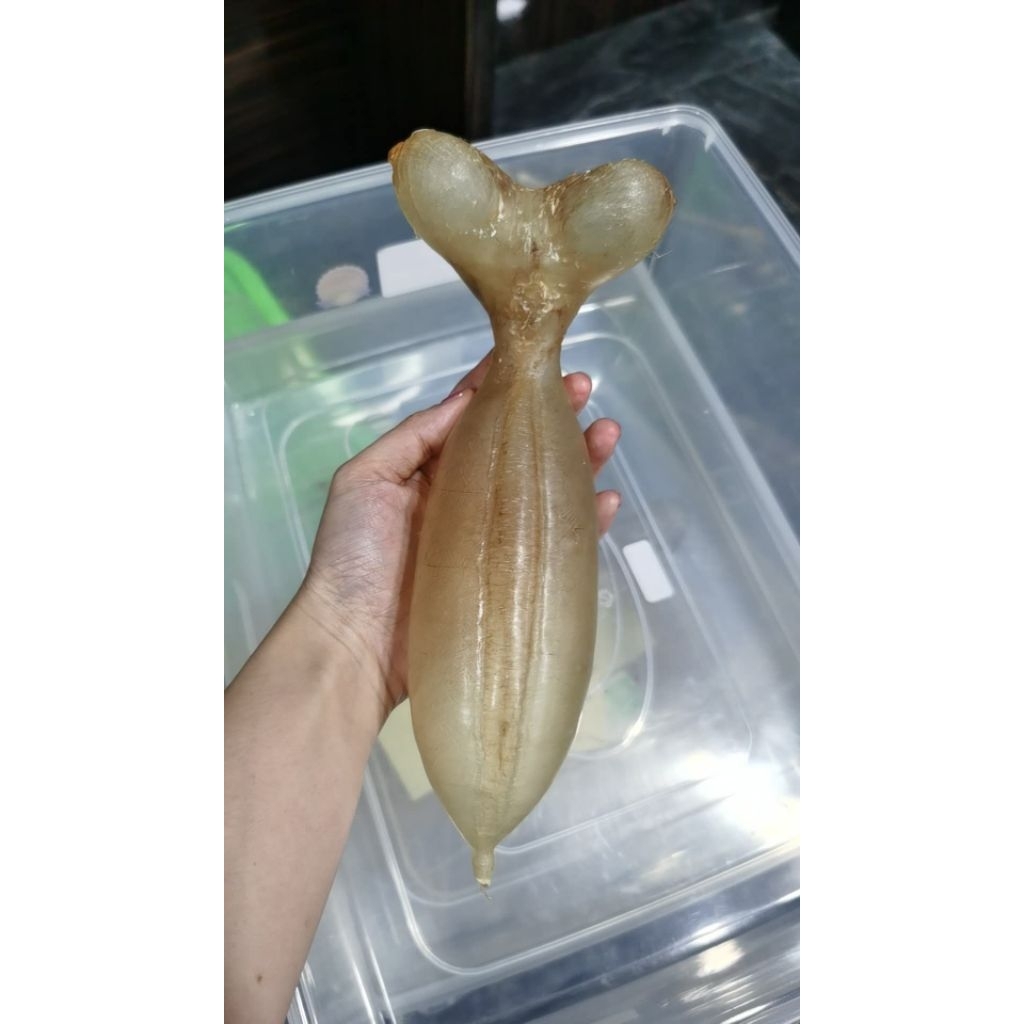 

Perut ikan tirusan / hipio