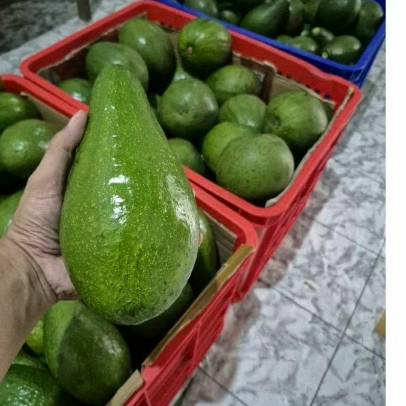 

Alpukat mentega muria grade A(premium) isi 2-3 1kg, untuk menu diet sehat