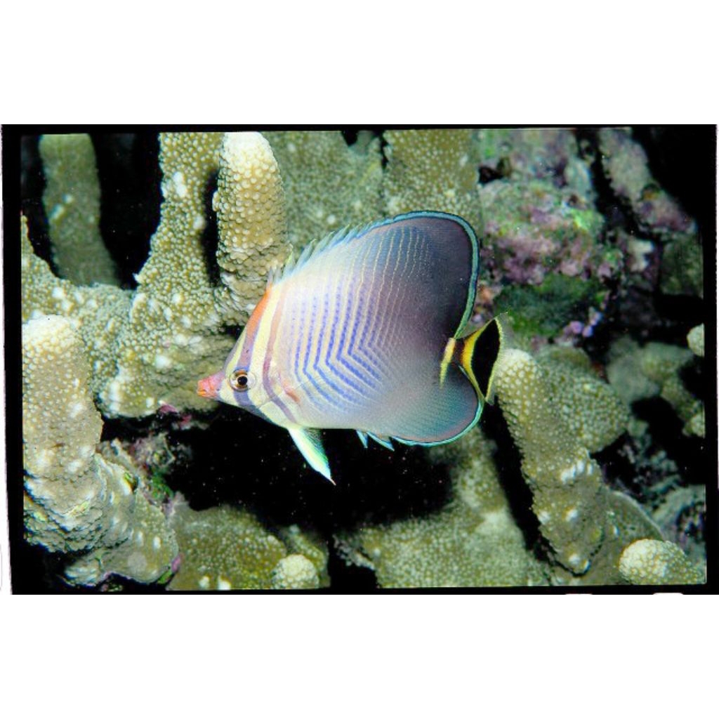 

IKAN HIAS LAUT KEPE PANAH