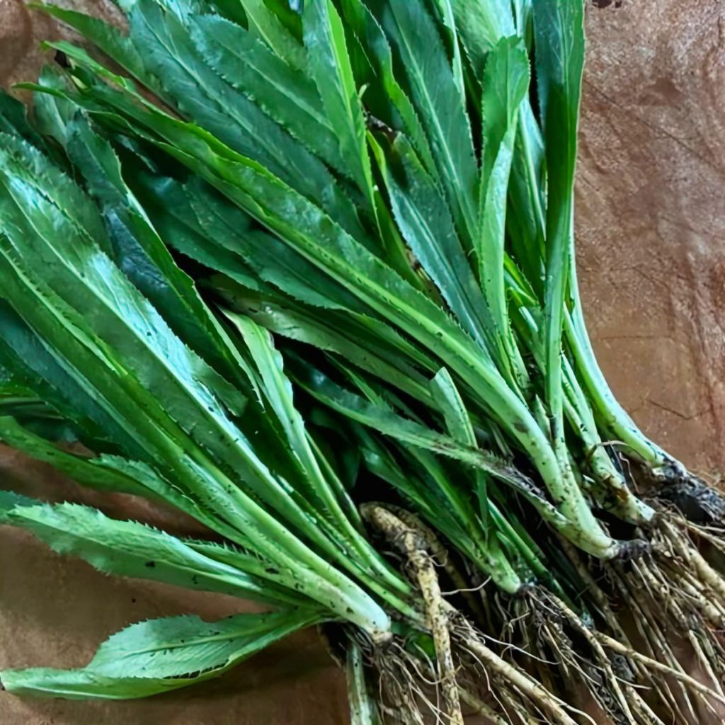 

Daun Walang Sangit Segar Isi 250