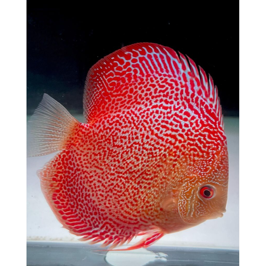 DISCUS LSS ERUPTION HIASAN AQUARIUM AIR TAWAR 2INCH