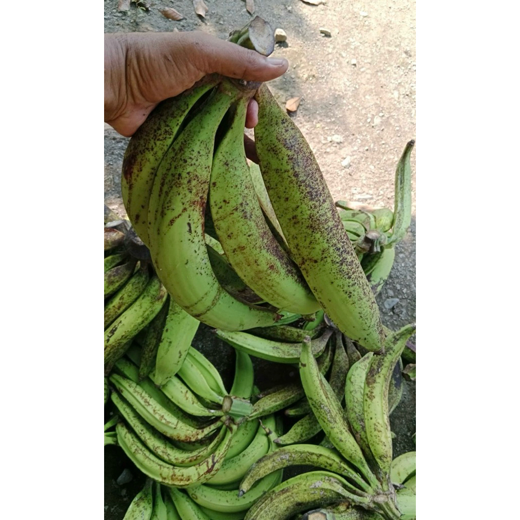 

PISANG TANDUK KHAS GUNUNG MURIA SUPER ISI 5 lONJOR