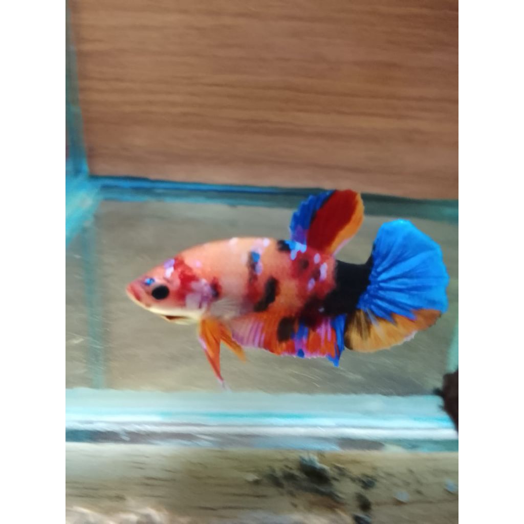 sepasang ikan cupang plakat nemo multi size m