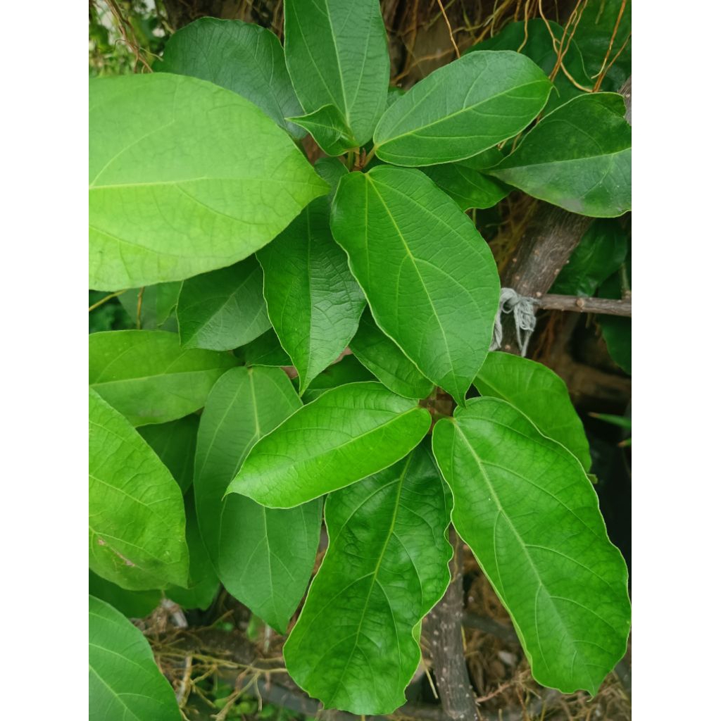 

DAUN CINCAU BATANG