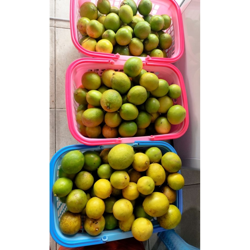 

Jeruk Lemon Organik (Hijau)