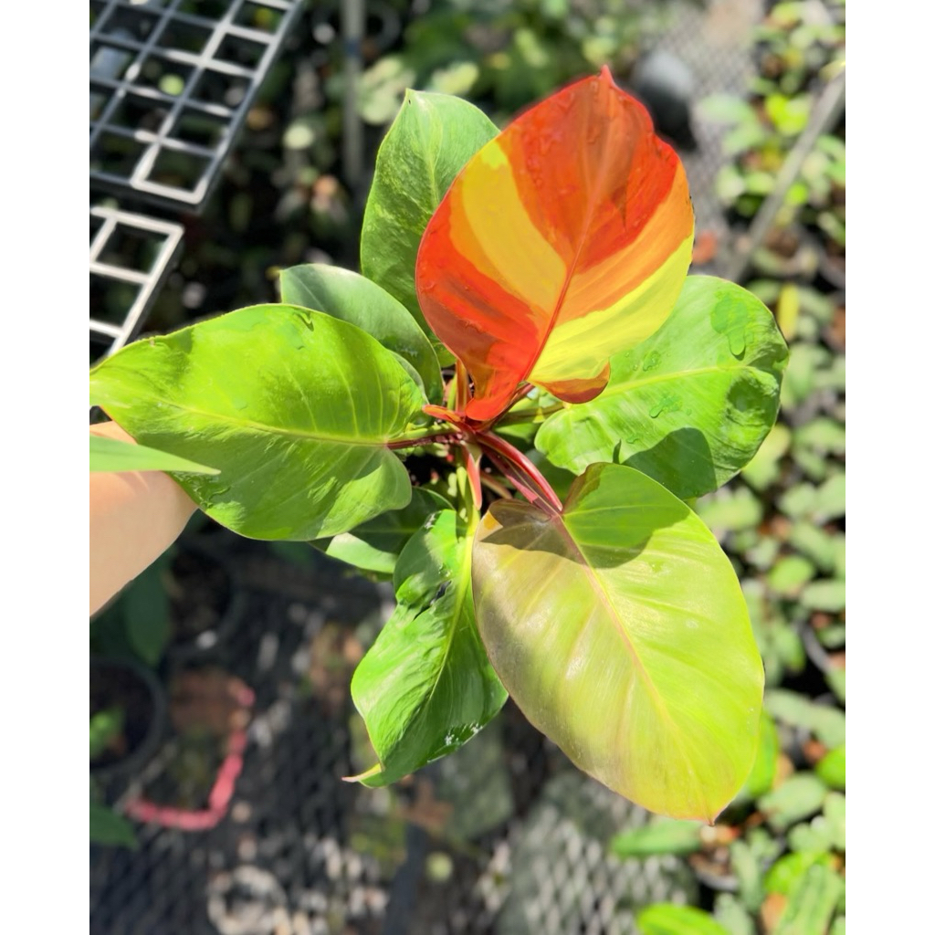 Philodendron red moon