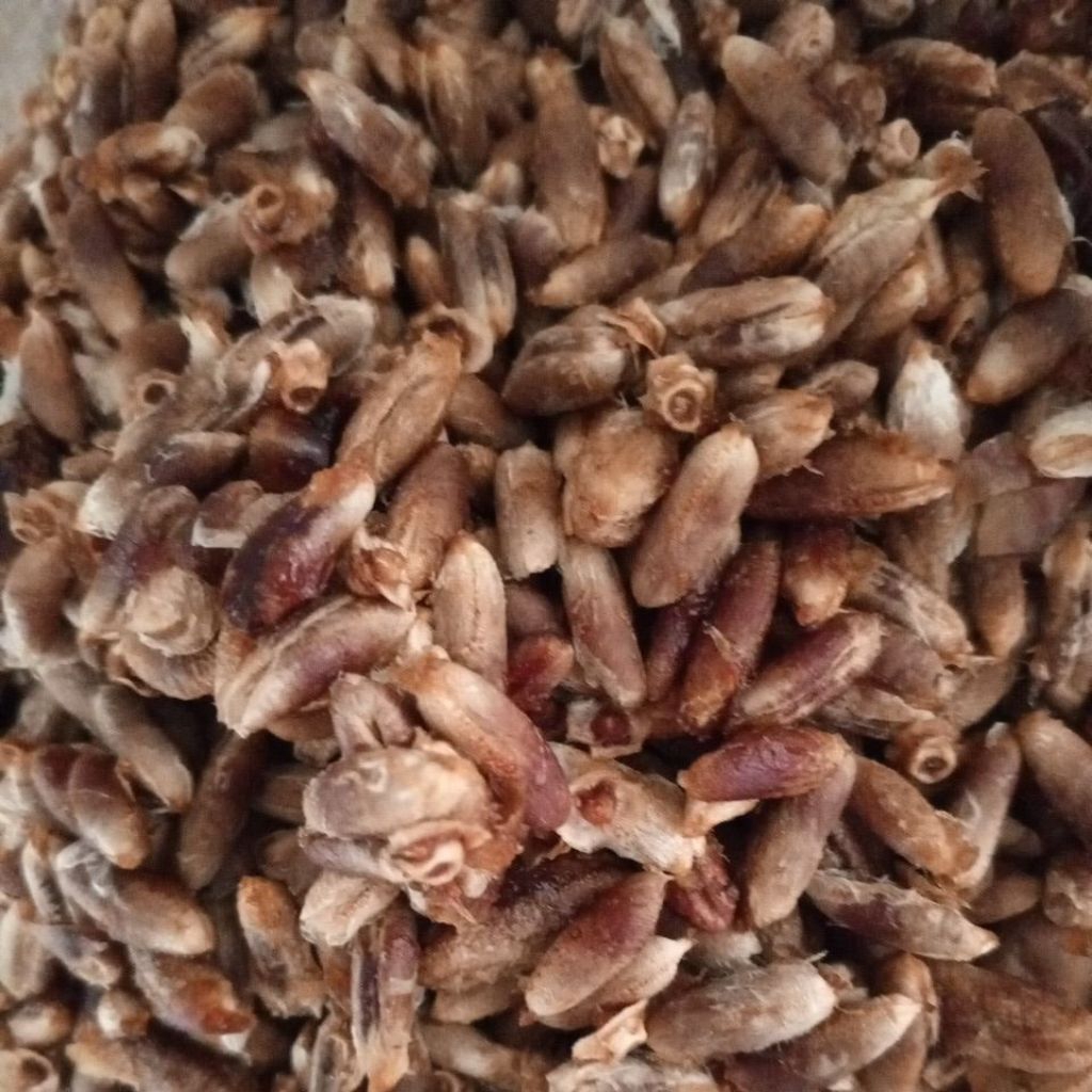 

Biji Kurma Bekas Sari Kurma