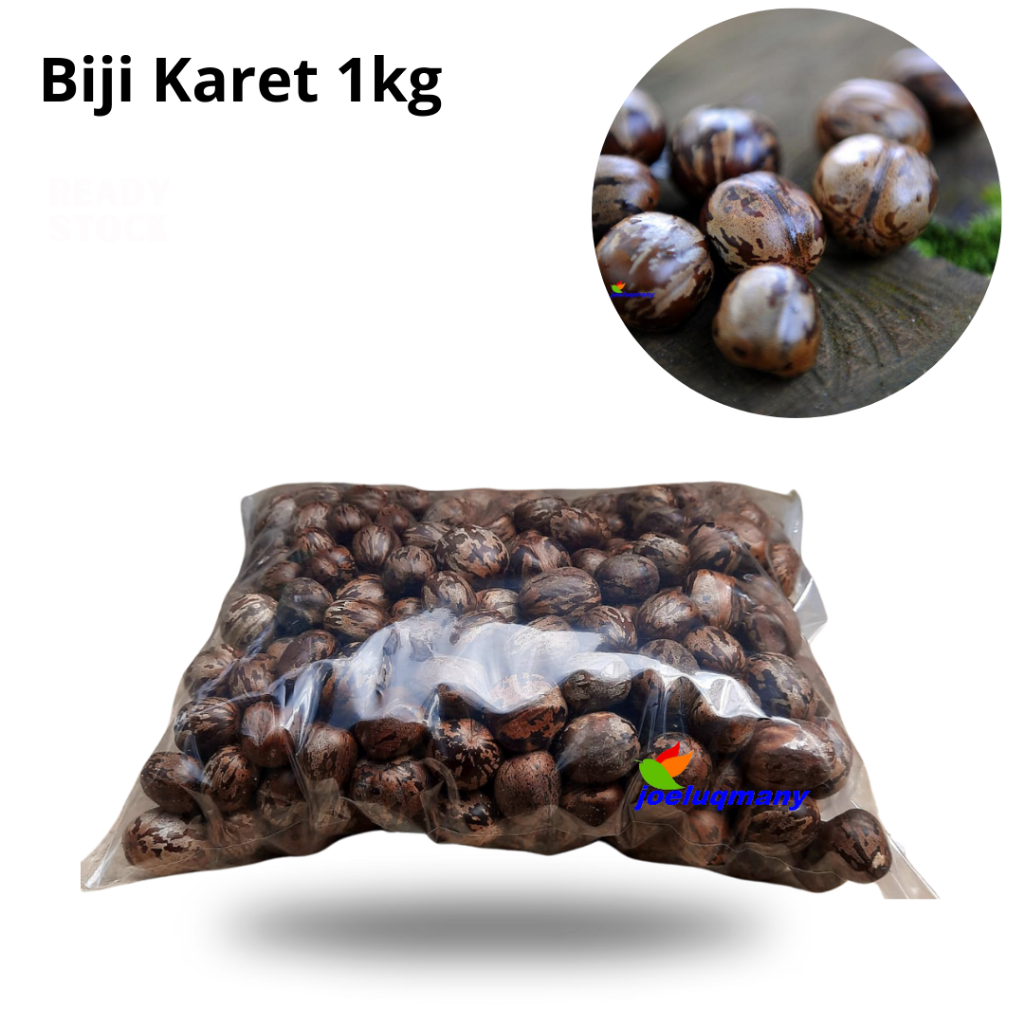 Biji Karet Kualtas Bagus Biji Mengkilat / Biji Karet 1 Kg